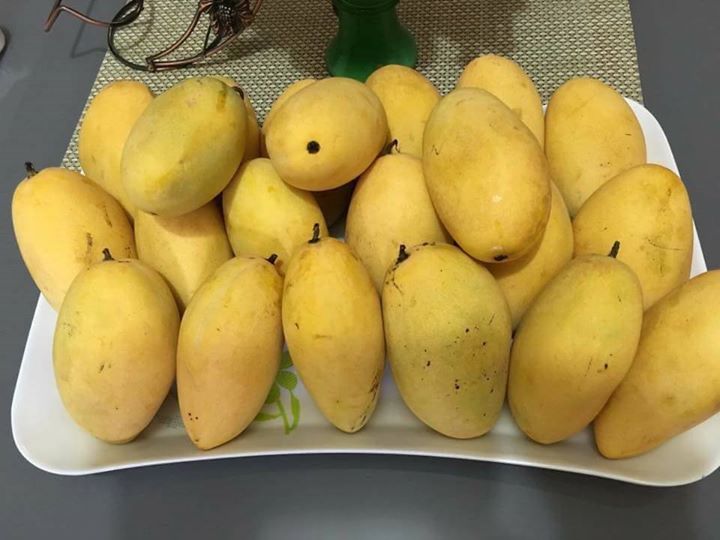 1526835991 200 Farms Mango Fruit... produkto sa Farm Land.... twag na para - Davao Property Solutions