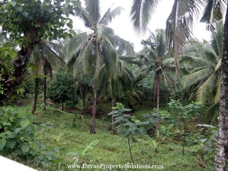 10 Hectares FARM LOT FOR SALE @ Trento Agusan Del Sur