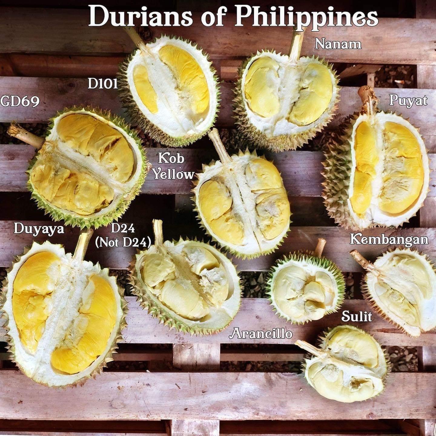 Durians of the Philippines