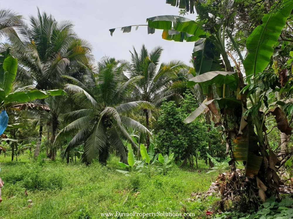 1.7 Hectares Fully Planted Farm Lot for Sale Calinan Davao City | Davao ...