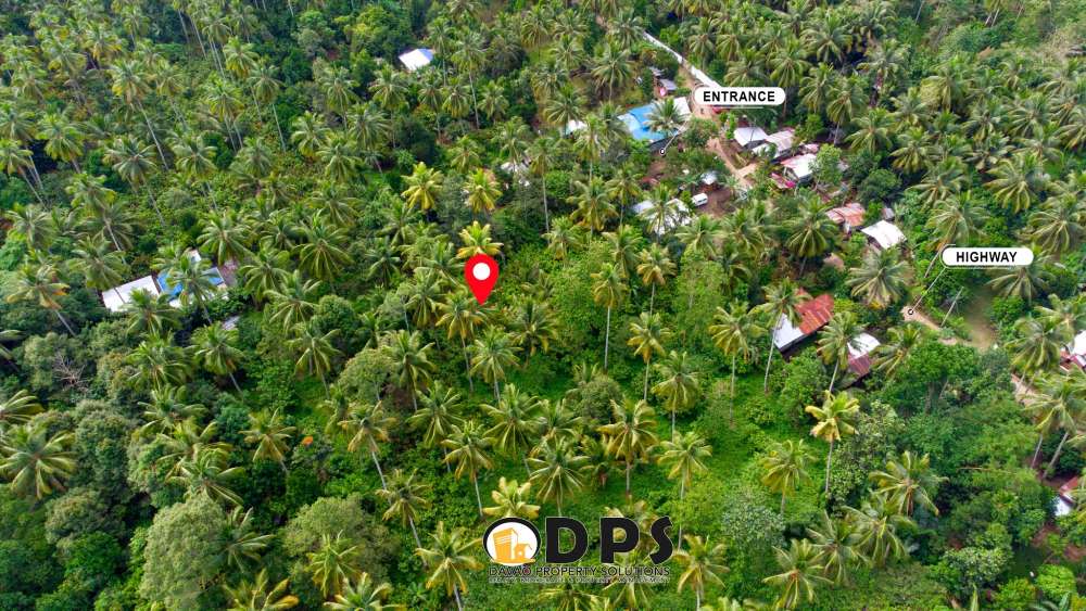 Fullyplanted Cacao Farm Lot for Sale Davao City Angalan Tugbok