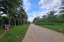 May be an image of 5 people, nature, sky, grass, palm trees and road