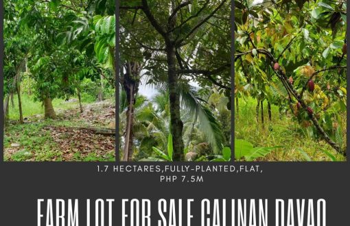 Fully Planted #FarmLot for Sale in Wangan Calinan Davao City...