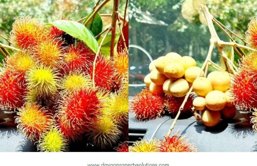 Wow! Hinog sa Puno 
 Fruits from Makilala, North Cotabato
 #...