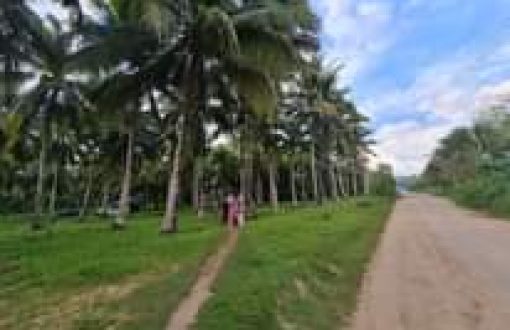 May be an image of 3 people, nature, sky, grass, palm trees and road