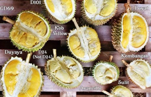 Durians of the Philippines