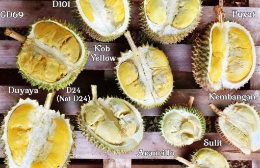 Durians of the Philippines