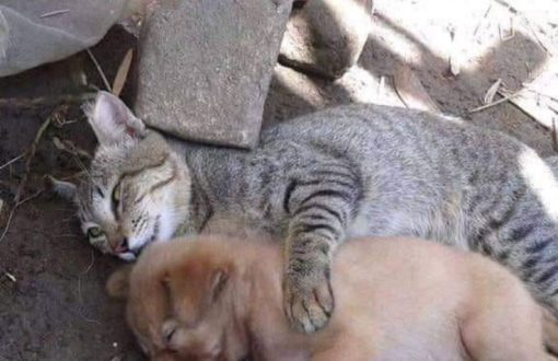 Mahalin ang kaaway para tahimik ang buhay.....