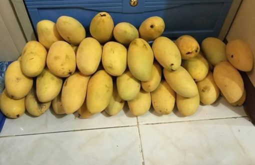 Farm's Mango Fruit... produkto sa Farm Land.... twag na para...